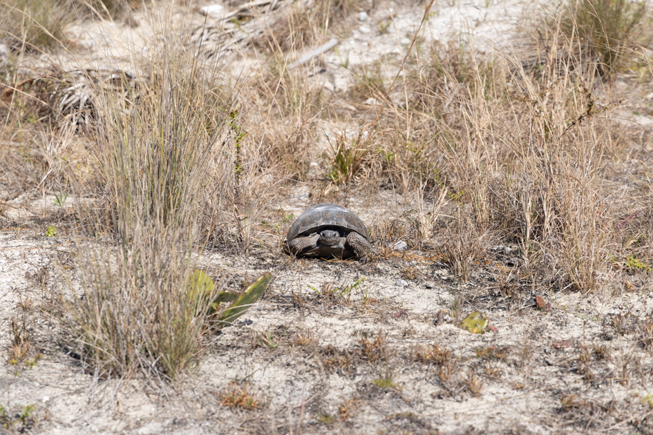 Gopher tortoise walking across the sandy trail on Honeymoon Island State Park in Florida
