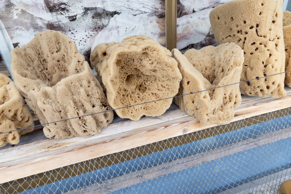 Detailed view of sun-dried natural sea sponges piled on a wooden boat deck in Tarpon Springs
