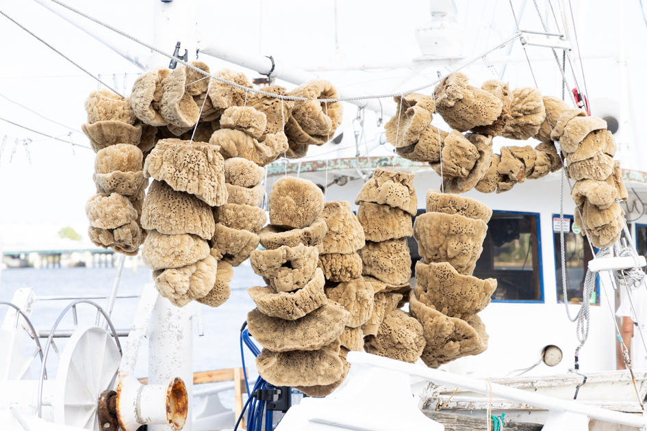 Close-up of natural sea sponges drying on the deck of a sponge boat in Tarpon Springs, Florida
