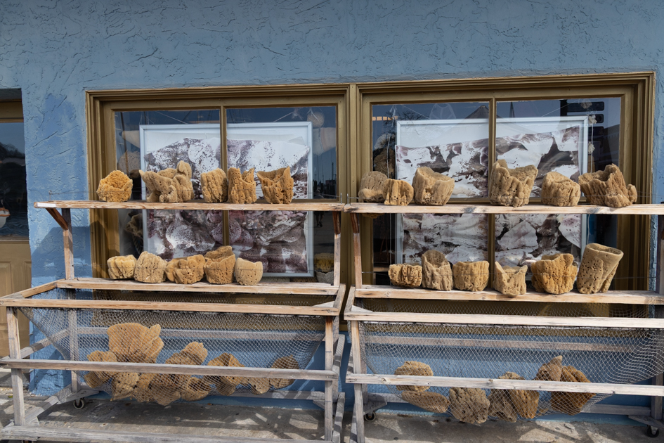 Display of natural sea sponges for sale inside a shop in Tarpon Springs, Florida
