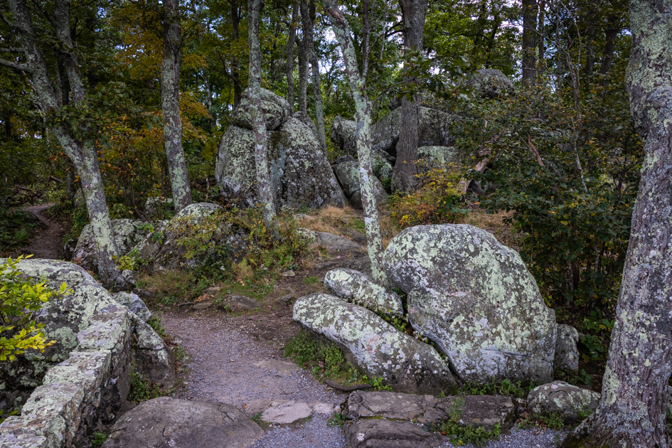 Section of the Appalachian Trail winding through forest near Thunder Ridge Overlook on the Blue Ridge Parkway.
