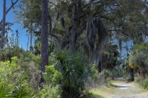 Spanish moss draped from tree branches along a shaded hiking trail on Honeymoon Island in Florida. Southwest road trip