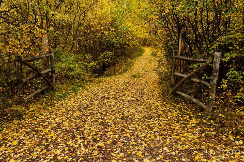 Hiking path in the Adirondack Mountains lined with a wooden fence and covered by vibrant yellow fall leaves