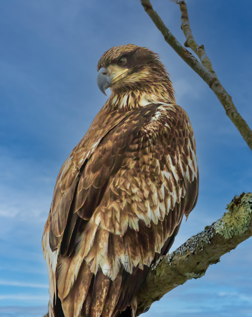 Juvenile bald eagle perched near a riverbank, dark mottled feathers showing its transition to adulthood.