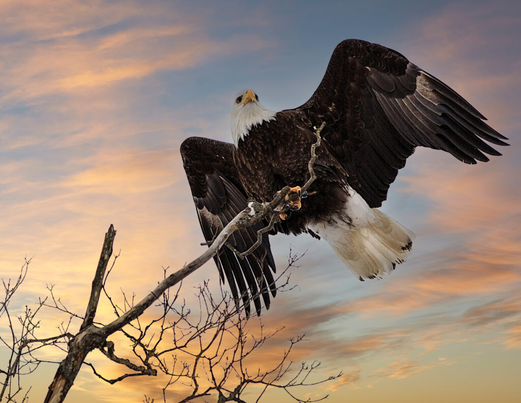Bald eagle perched in a tree with wings spread wide in early morning light.
