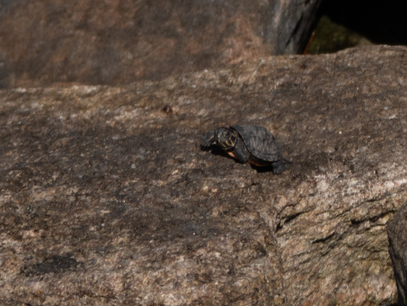 baby snapping turtle making its way to the water