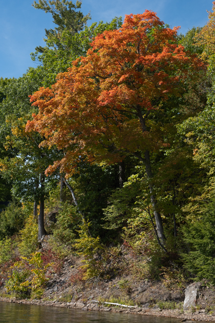 lone orange leaf tree as leaves start to turn