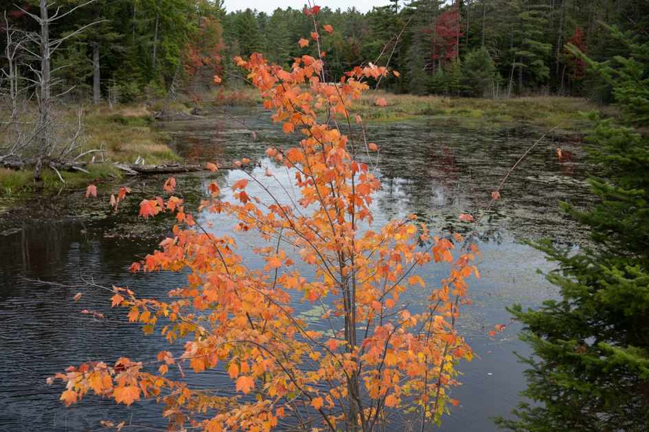 Lake Placid bike trail surrounded by colorful fall leaves in the Adirondacks.

