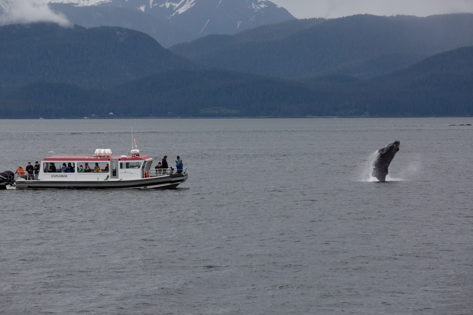 Young humpback whale breaching near a tour boat in Alaska’s coastal waters