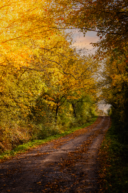 A hiking trail in the Adirondack Mountains surrounded by yellow autumn leaves and golden foliage.