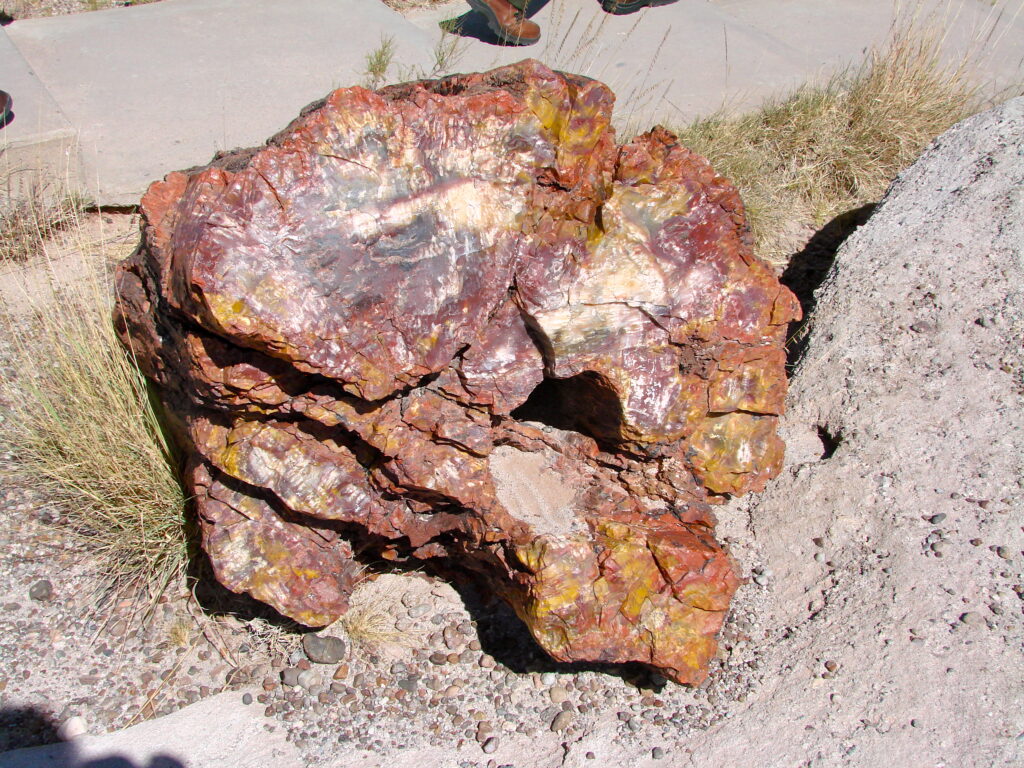 Dozens of petrified logs lying across a desert field in Petrified Forest National Park