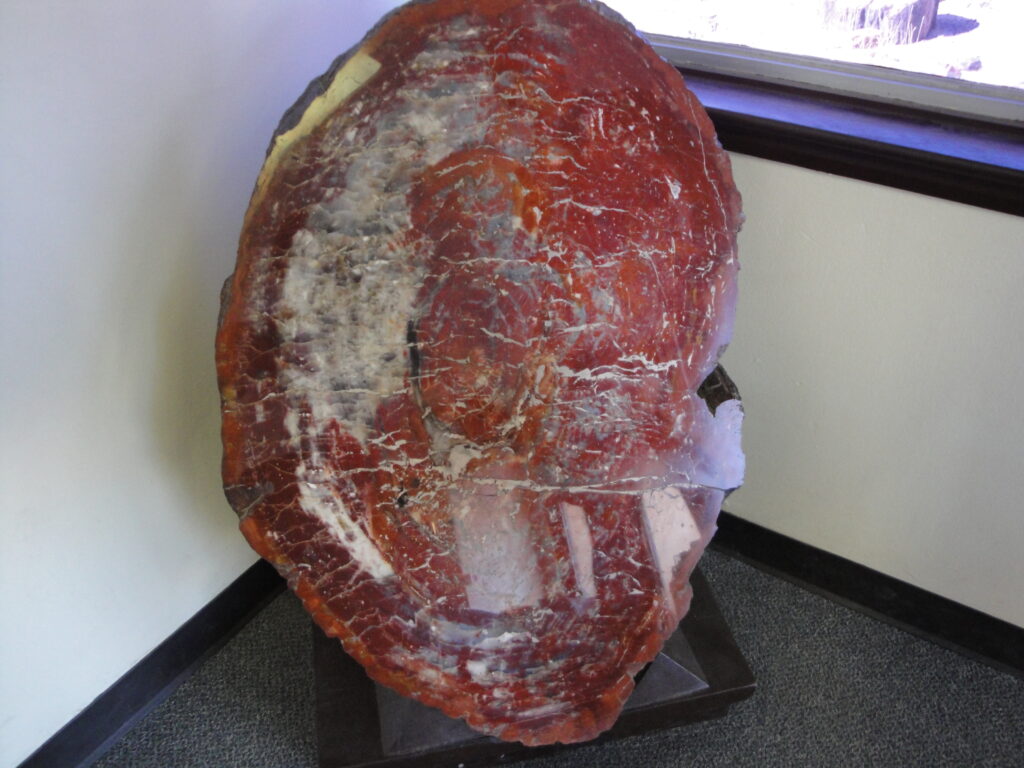Polished cross section of petrified wood showing rings and crystal details