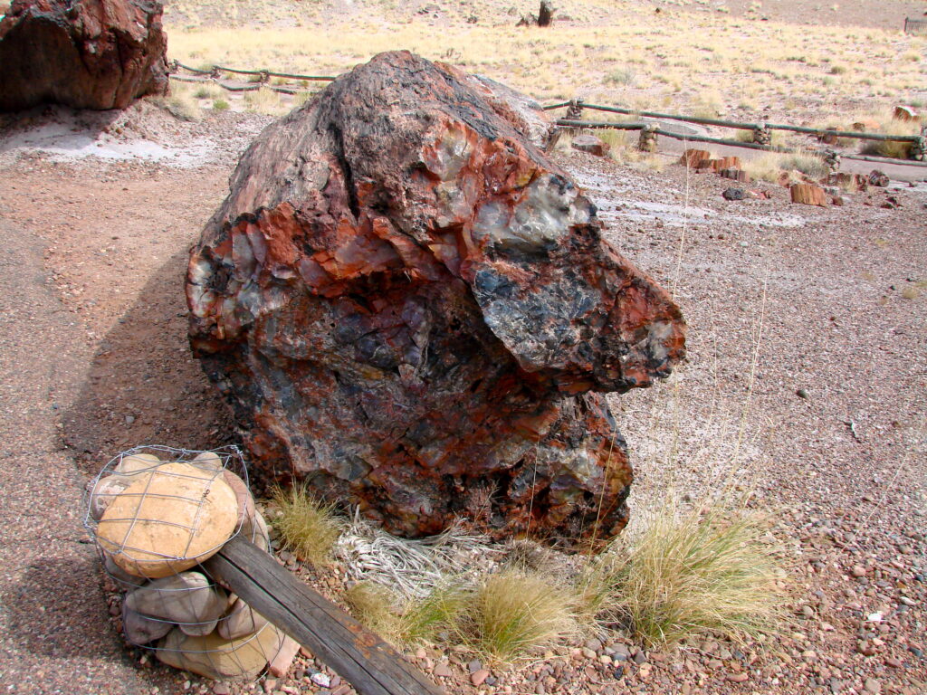Broken sections of petrified wood showing bright red and yellow mineral colors