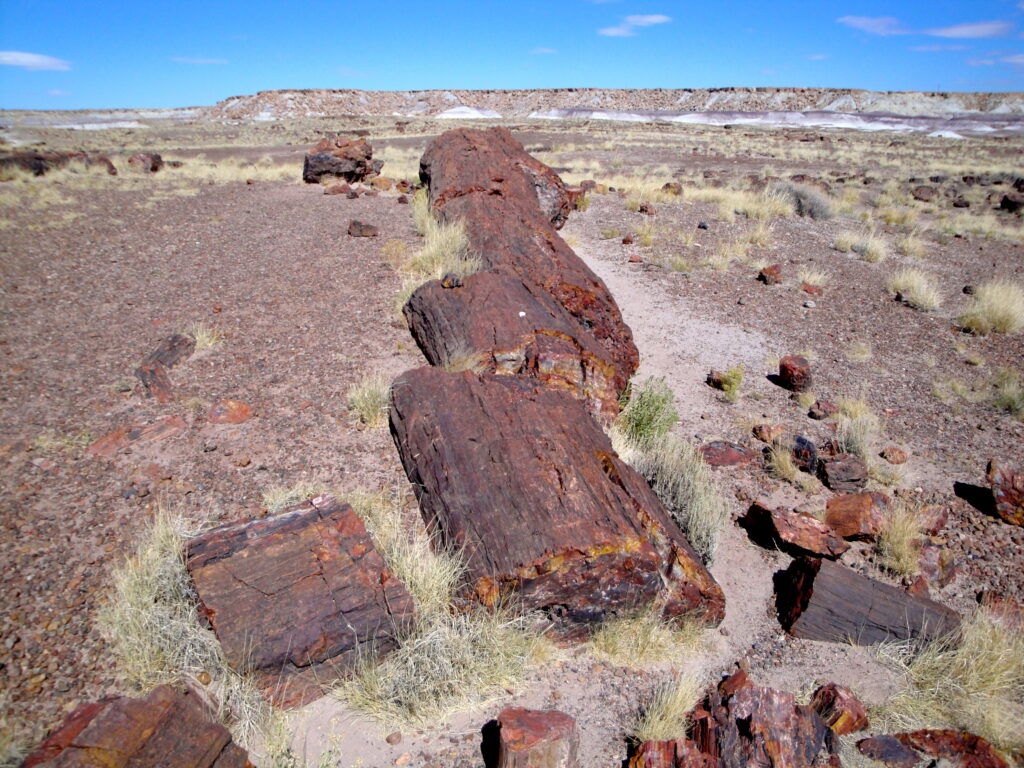 Scattered petrified wood fragments spread across the desert landscape