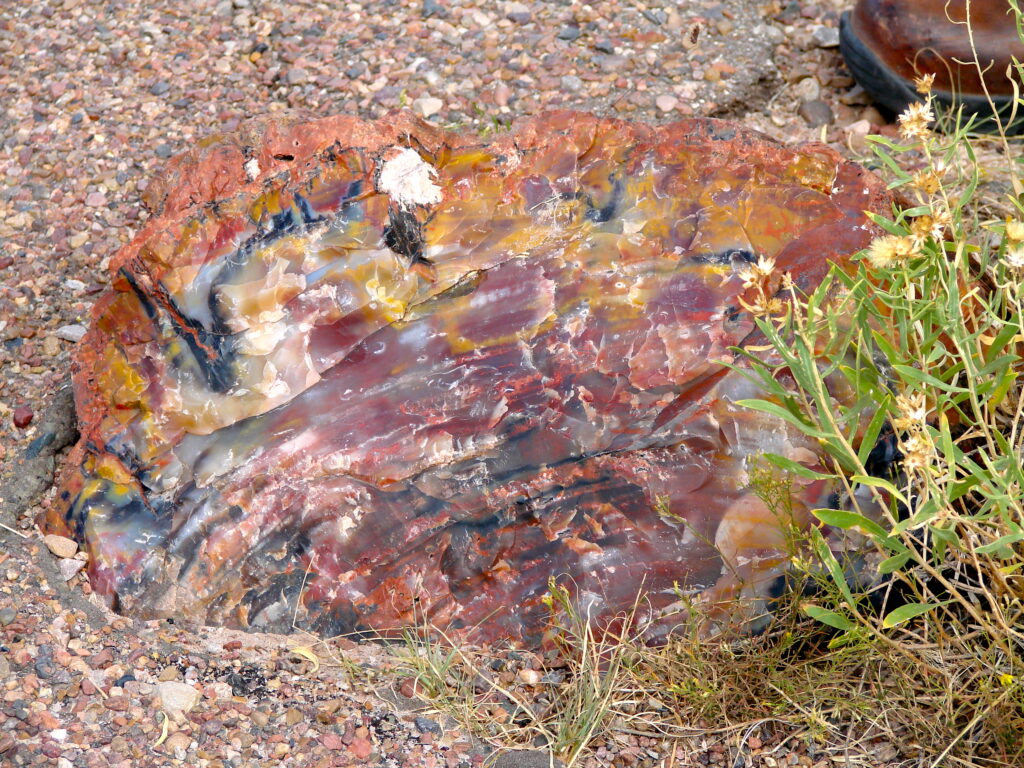 Massive petrified log spanning across the desert floor in Petrified Forest National Park