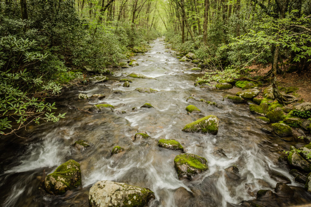 Trail leading through a lush forest toward a flowing river in Smoky Mountains National Park.