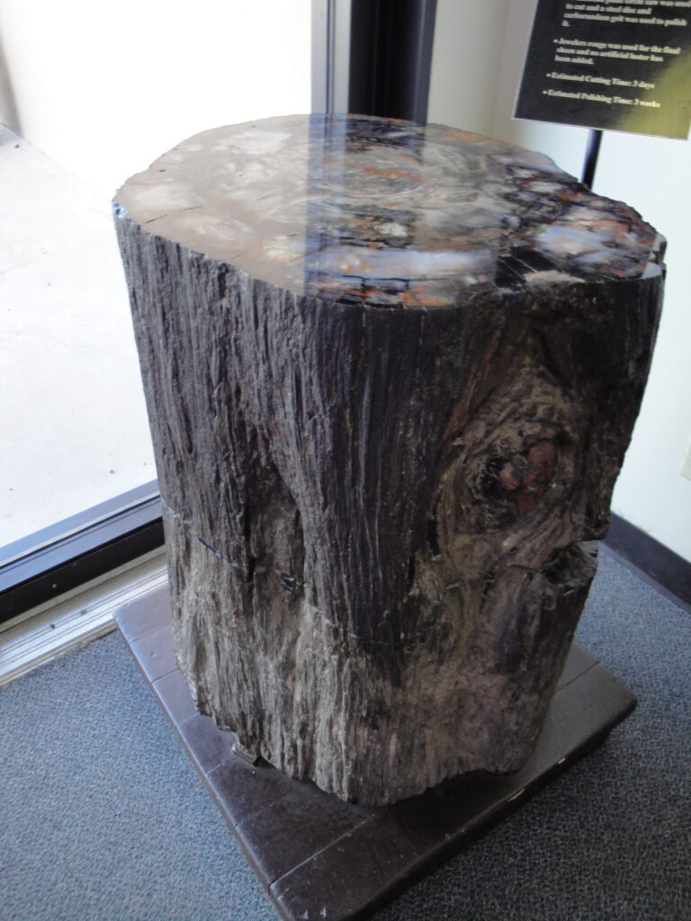 Polished piece of petrified wood showing colorful mineral patterns in Petrified Forest National Park