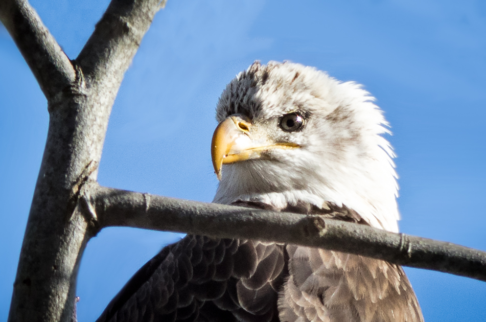 Alt text: Close-up portrait of a young bald eagle showing brown feathers and amber eyes.
