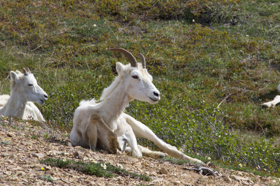 Dall sheep standing on a rocky ridge in Denali National Park against a backdrop of tundra and mountains
