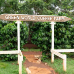 Green World Coffee Farm