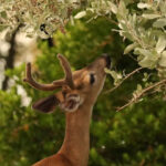 A Key deer reaching up to eat tree leaves on Big Pine Key in the Florida Keys.