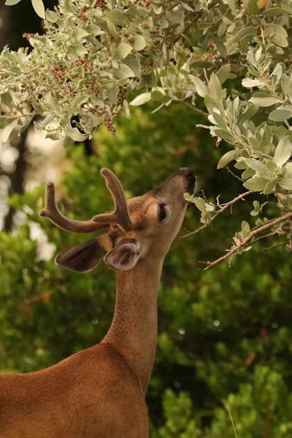 A Key deer reaching up to eat tree leaves on Big Pine Key in the Florida Keys.