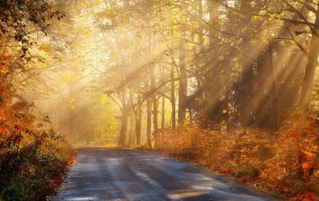 picture of sunlight through trees spilling onto the road.  