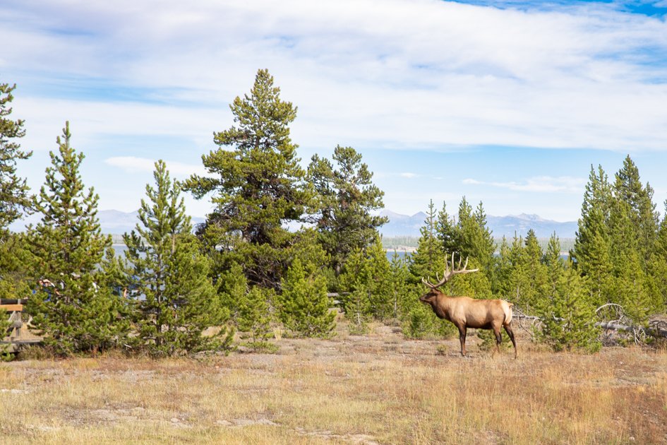 Bull elk standing in a meadow surrounded by golden morning light in Grand Teton National Park.
