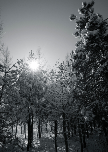 black and white picture of front lighting with sun star over trees