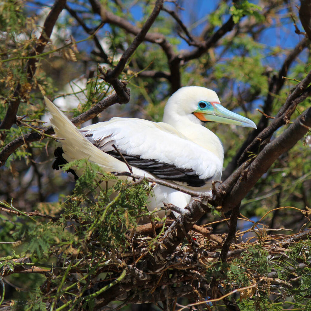 Red-footed booby perched on a cliff near Kīlauea Lighthouse on Kauai’s North Shore.

