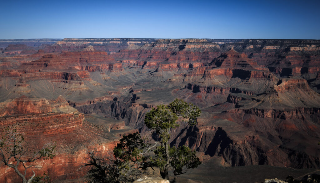 Grand Canyon landscape with a twisted tree in the foreground overlooking colorful canyon cliffs