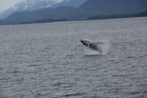 Humpback whale breaching near Juneau, Alaska with water cascading off its body against a backdrop of mountains and sea