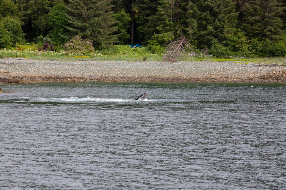 Humpback whale lunge feeding in Alaska, its open mouth breaking the surface as seabirds circle above the water
