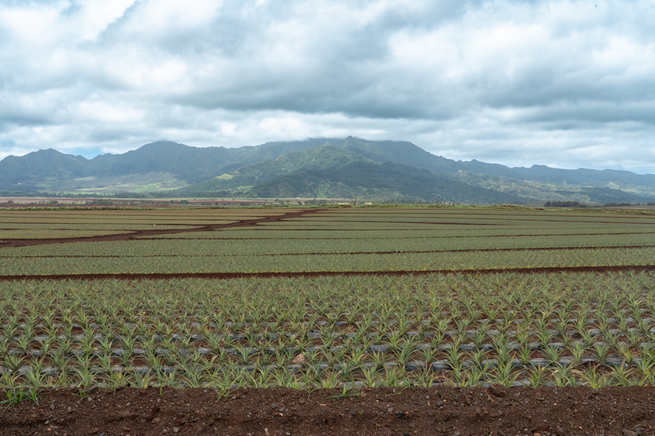 Rows of pineapple plants growing in the red volcanic soil at Dole Plantation on Oahu, Hawaii.  Oahu Travel Guide