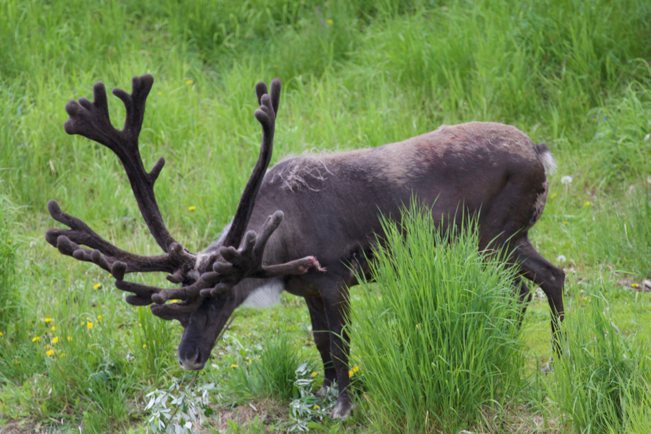 Two reindeer standing in an open Alaskan landscape near a gravel back road
