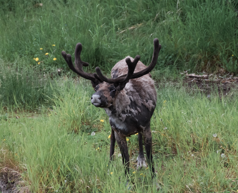 Close-up of a reindeer grazing beside a back road in Alaska
