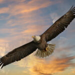 Bald eagle soaring through golden sunset light, wings fully extended. Wildlife photography tips and tricks