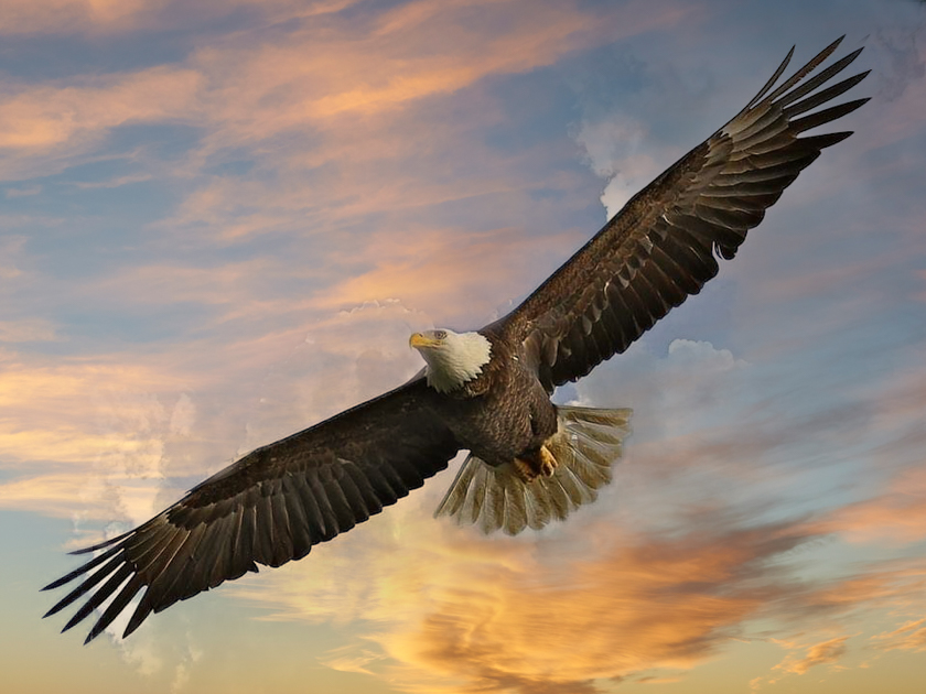 Bald eagle soaring through golden sunset light, wings fully extended.
