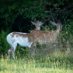 In Search of the Part Albino Deer