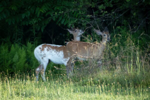 Part-albino deer with white patches standing beside a brown deer in a grassy field at dusk.