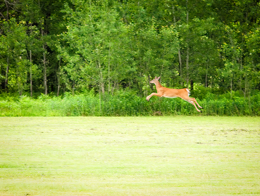 deer jumping as he is running in a field