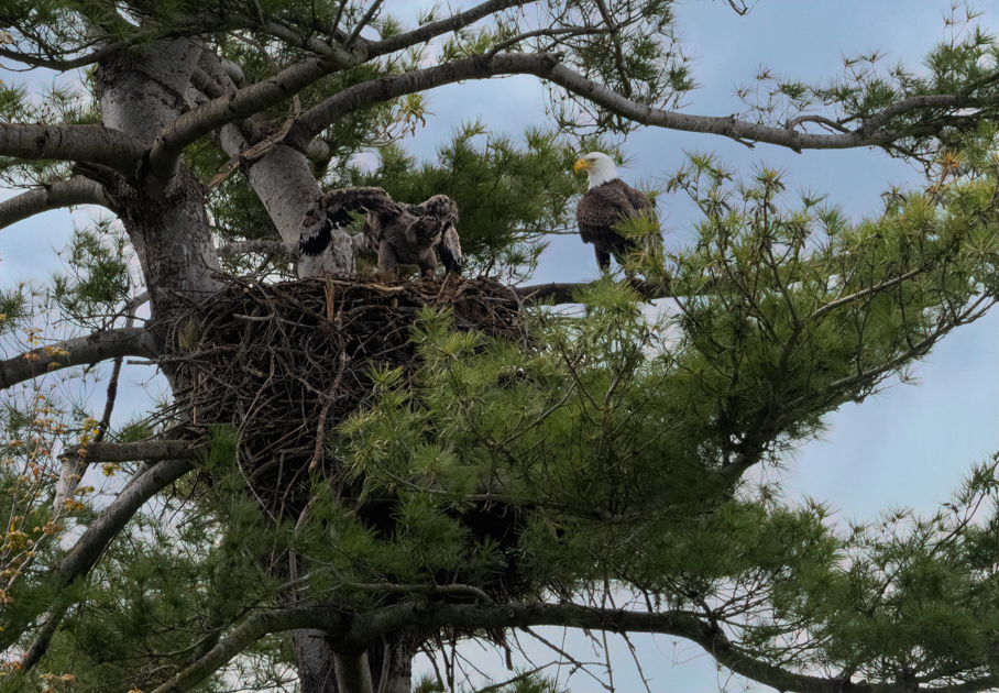 The Season of Eaglets