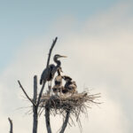 A great blue heron family gathered in their treetop nest — two adults tending to their fluffy chicks beneath the forest canopy.