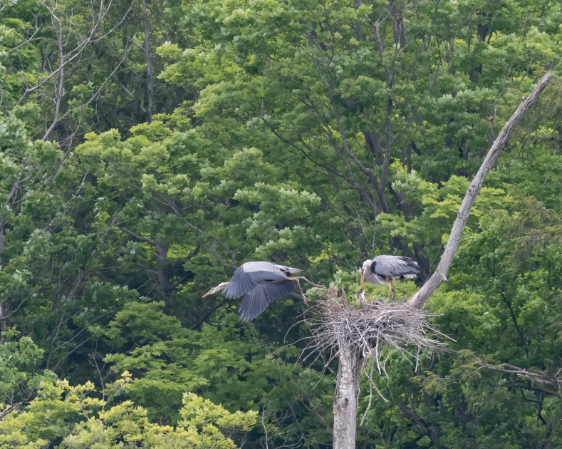 Heron lowering its head before leaving the nest. understanding wildlife behavior before you photograph