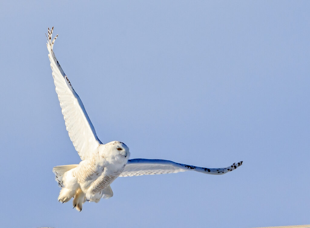 Snowy white owl in flight with wings spread wide against a clear blue winter sky
