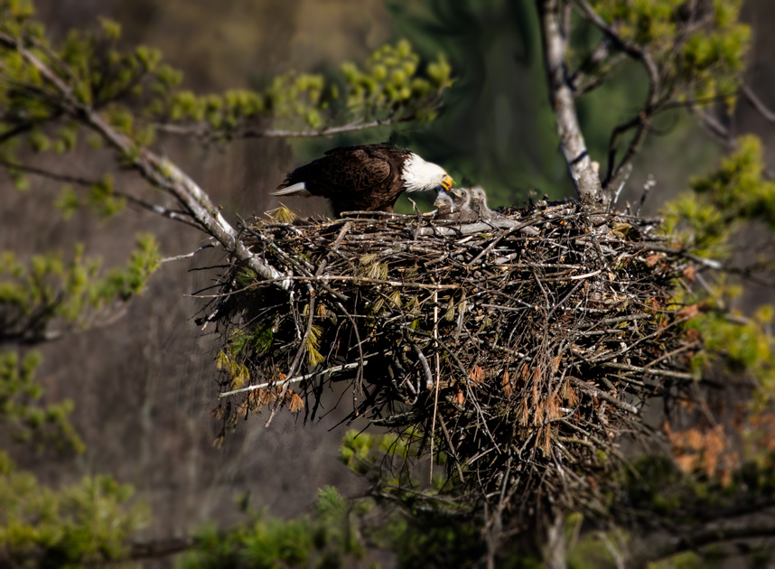 Bald eagle eaglets resting together in a large nest high in a tree