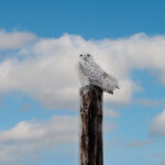 Snowy white owl perched on a telephone pole above an open winter field in upstate New York
