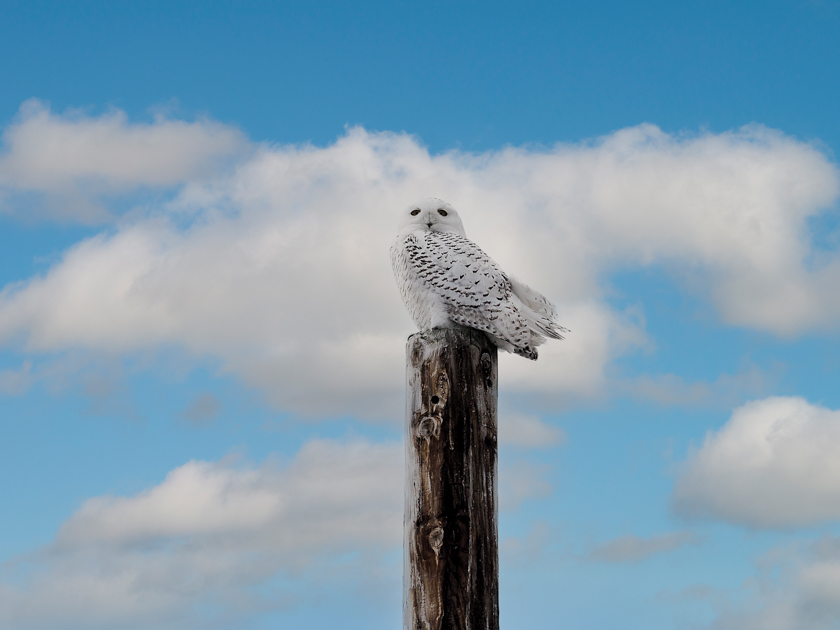 Snowy white owl perched on a telephone pole above an open winter field in upstate New York