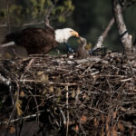 Close view of bald eagle eaglets in a nest waiting to be fed