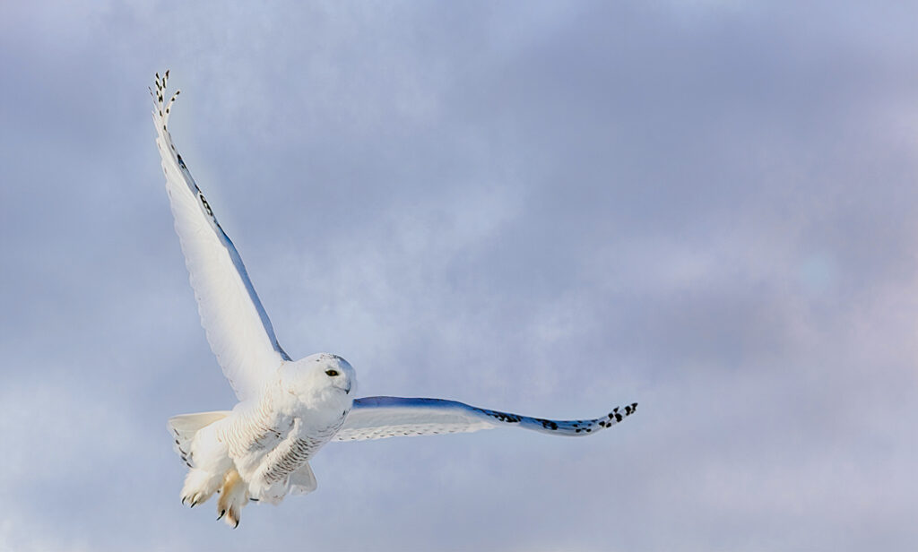 Snowy white owl in flight over a snowy field in upstate New York during winter
